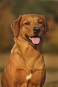 Labrador Retriever, yellow, male