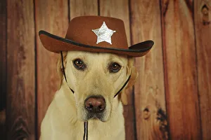 Labrador Retriever, yellow, male with cowboy hat