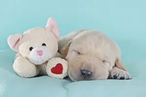 Labrador Retriever, yellow, puppy 3 weeks