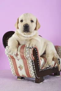 Labrador Retriever, yellow, puppy 4 weeks old
