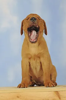 Labrador Retriever, yellow, puppy