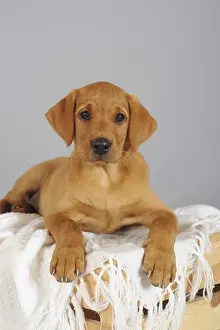 Labrador Retriever, yellow, puppy