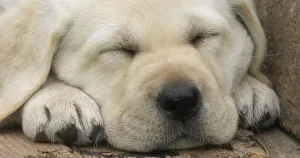 Labrador Retriever, Yellow Puppy sleeping in a Wheelbarrow
