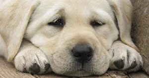 Labrador Retriever, Yellow Puppy sleeping in a Wheelbarrow