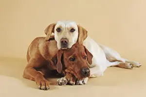 Two Labrador retrievers lying cuddling on each other