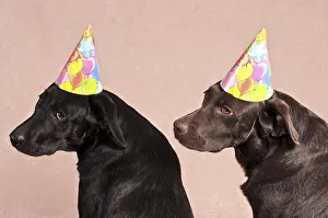 Two Labrador Retrievers wearing party hats