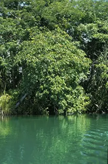 Lacanha Lagoone