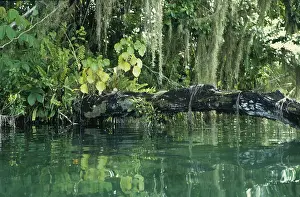 Lacanha Lagoone