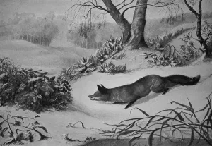 Laced Fox in Winter in the Snow