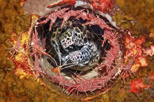 Laced moray ( Gymnothorax favagineus) surrounded by camel shrimp ( Rhynchocinetes durbanensis) Bali