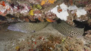 Laced moray (Gymnothorax permistus)