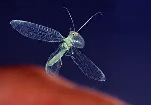 Lacewing (Chrysopa), freistellbar