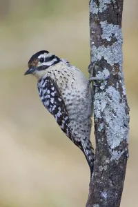 Ladder-backed Woodpecker (Dryobates scalaris)