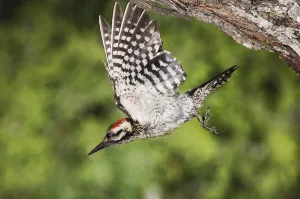 Ladder-backed Woodpecker (Picoides scalaris)