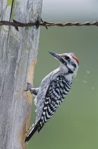 Ladder-backed Woodpecker (Picoides scalaris)