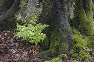 Lady fern (Athyrium filix-femina) at the foot of a copper beech (Fagus sylvatica)