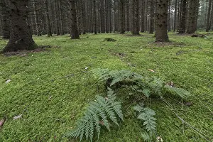 Lady fern (Athyrium filix-femina) in a moss-covered spruce forest