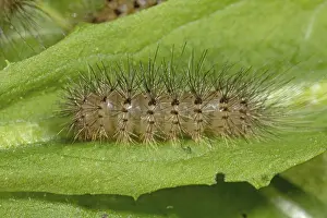 Lady-in-waiting (Hyphoraia aulica)