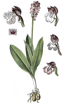 Lady orchid (Orchis purpurea), medicinal plant