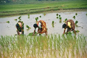 Lady planting in rice in paddy field, India