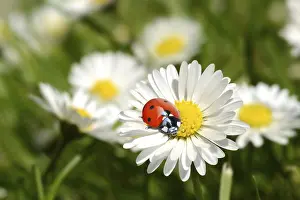 Ladybird