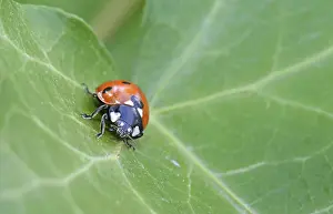 Ladybird