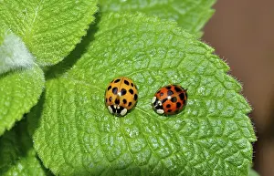 Ladybird, asian lady beetle (Harmonia axyridis)