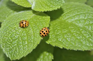 Ladybird, asian lady beetle (Harmonia axyridis)