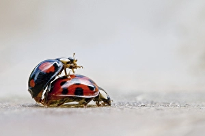 Two ladybird beetles in copulo