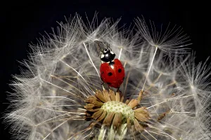 Ladybird (Coccinellidae) on dandelion, dandelion