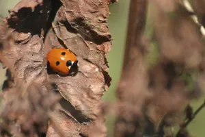 Ladybird on a dried plant