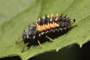 Ladybird larva