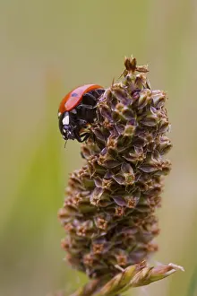 Ladybird Looking for food on a plant
