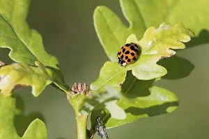 Ladybug on a acorn leaf close-up