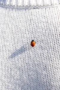 Ladybug on a white knitted jumper, copy space