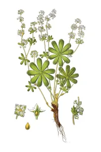 Lady's mantle (Alchemilla sect)