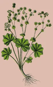 Lady's Mantle, historical illustration