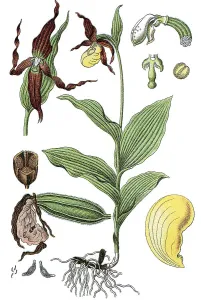 Lady's-slipper Orchid (Cypripedium calceolus)