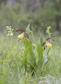 Lady's Slipper Orchid (Cypripedium calceolus)