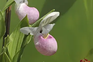 Lady's slipper orchid (Cypripedium regiane) Origin North America