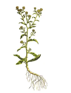 Lady's smock (Pulicaria vulgaris)