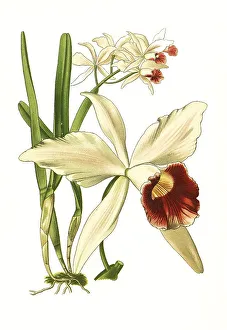 Laelia purpurata, Cattleya purpurata
