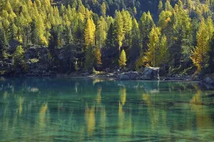 Laerchenwald, Larch Forest reflected in the Lago di Saoseo Lake