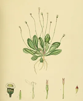 Lagenophora billardieri, native to Southeast Asia