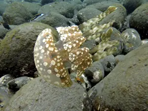 Lagoon jellyfish (Mastigias papua)