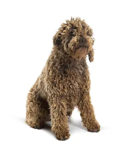 Lagotto Romagnolo dog, isolated on white