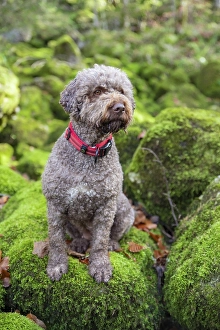 Lagotto Romagnolo outdoor, bitch