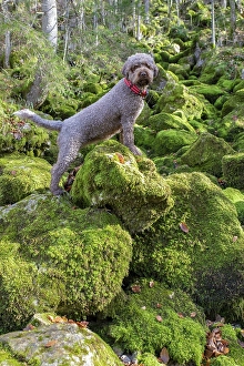 Lagotto Romagnolo outdoor, bitch