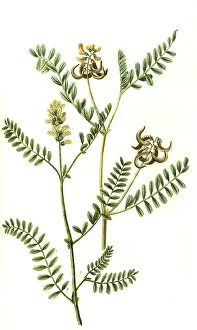 Laguninosus and Astragalus siliqua curva