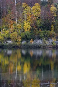 Lake Almsee in autumn with a forest reflected in the lake